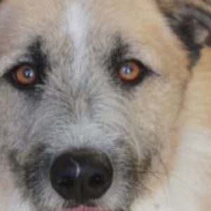 Meet your Posher, Bonnie